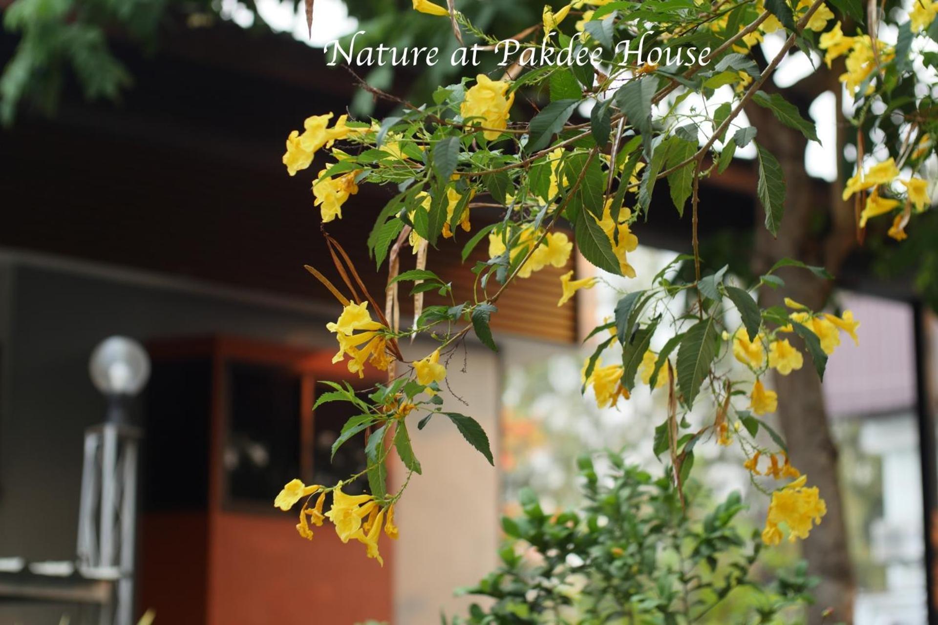 Pakdee House Hotell Udon Thani Eksteriør bilde